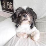 Entry image for Beanie