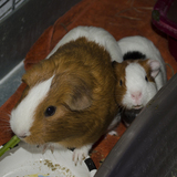 Entry image for Susan and Dorothy