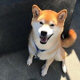 Entry image for Diesel