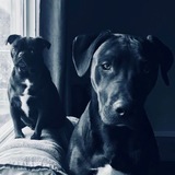 Entry image for Penny and Kane 