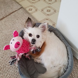 Entry image for Kava