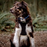 Entry image for Chauncey