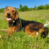 Entry image for Frankie