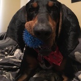 Entry image for Beerus