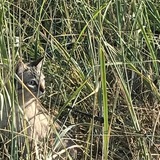 Entry image for Misha