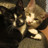 Entry image for Bailey & Mr. Hobbs