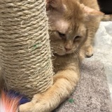 Entry image for Casey