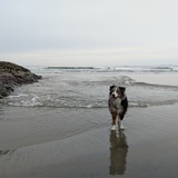 Entry image for Cooper