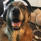 Entry image for Samson