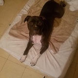 Entry image for Cujo 