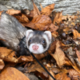 Entry image for Simon