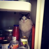 Entry image for Leopold 