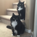 Entry image for Apple & Nyssa