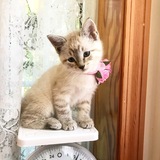 Entry image for Pepper