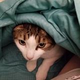 Entry image for Milo