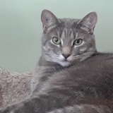 Entry image for Ayano