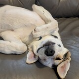 Entry image for Petey