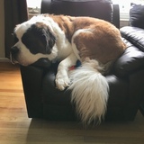 Entry image for Cooper