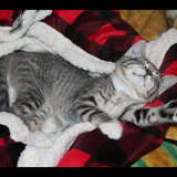 Entry image for Mittens