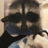 Entry image for Raccoon Baby B