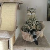 Entry image for Bagels 