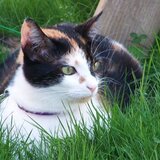 Entry image for Chicklet