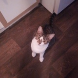 Entry image for Mimi