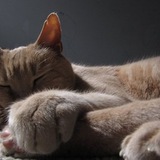 Entry image for Romeo