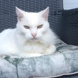 Entry image for Misty