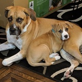 Entry image for Chester & Sadie