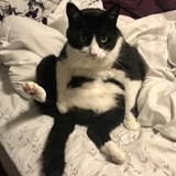 Entry image for Milo