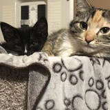 Entry image for Tiger Lily & Yoda