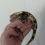 Entry image for Eric 