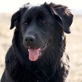 Entry image for Luna