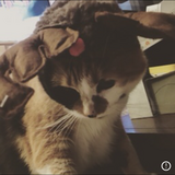 Entry image for Mika