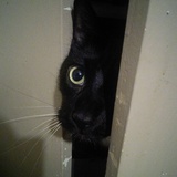 Entry image for Socks