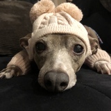 Entry image for Mocha 