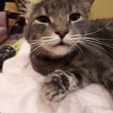 Entry image for Samwise