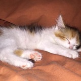 Entry image for Callie