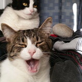 Entry image for Freddie Mousenipper