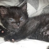 Entry image for Bijou