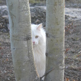 Entry image for Steve