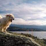 Entry image for George