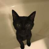 Entry image for Zorro