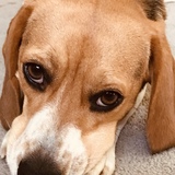 Entry image for Peaches