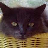 Entry image for Sadie