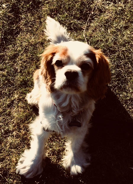 Entry image for Charlie. Clicking this image will show a larger photo