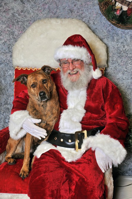 Entry image for Ginger. Clicking this image will show a larger photo