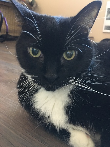 Entry image for 2pac. Clicking this image will show a larger photo