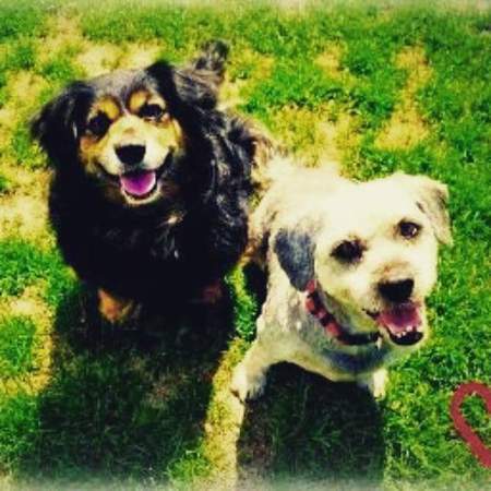 Entry image for Lily & Jingles. Clicking this image will show a larger photo